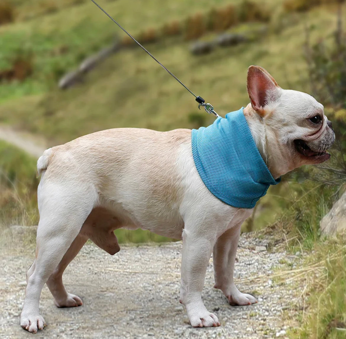 Kjølekrage for hund – Effektiv avkjøling i varme