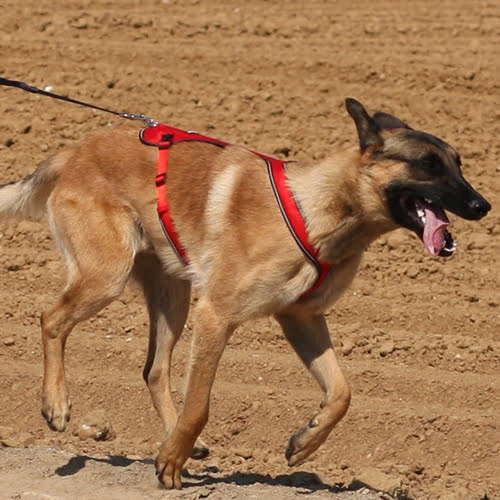 Trekksele til hund KYFLIE Ludus - T8