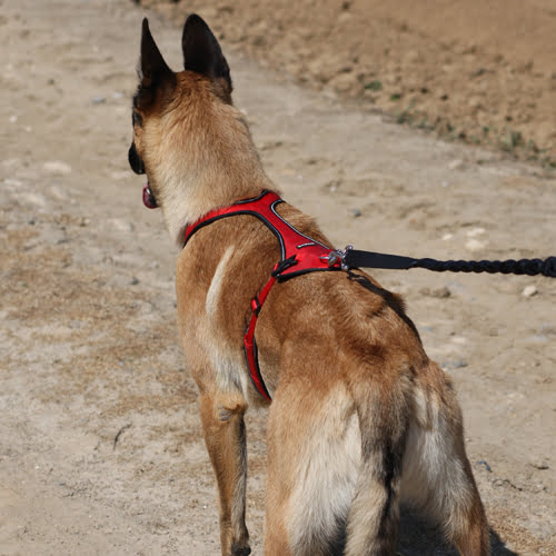 Trekksele til hund KYFLIE Ludus - T8