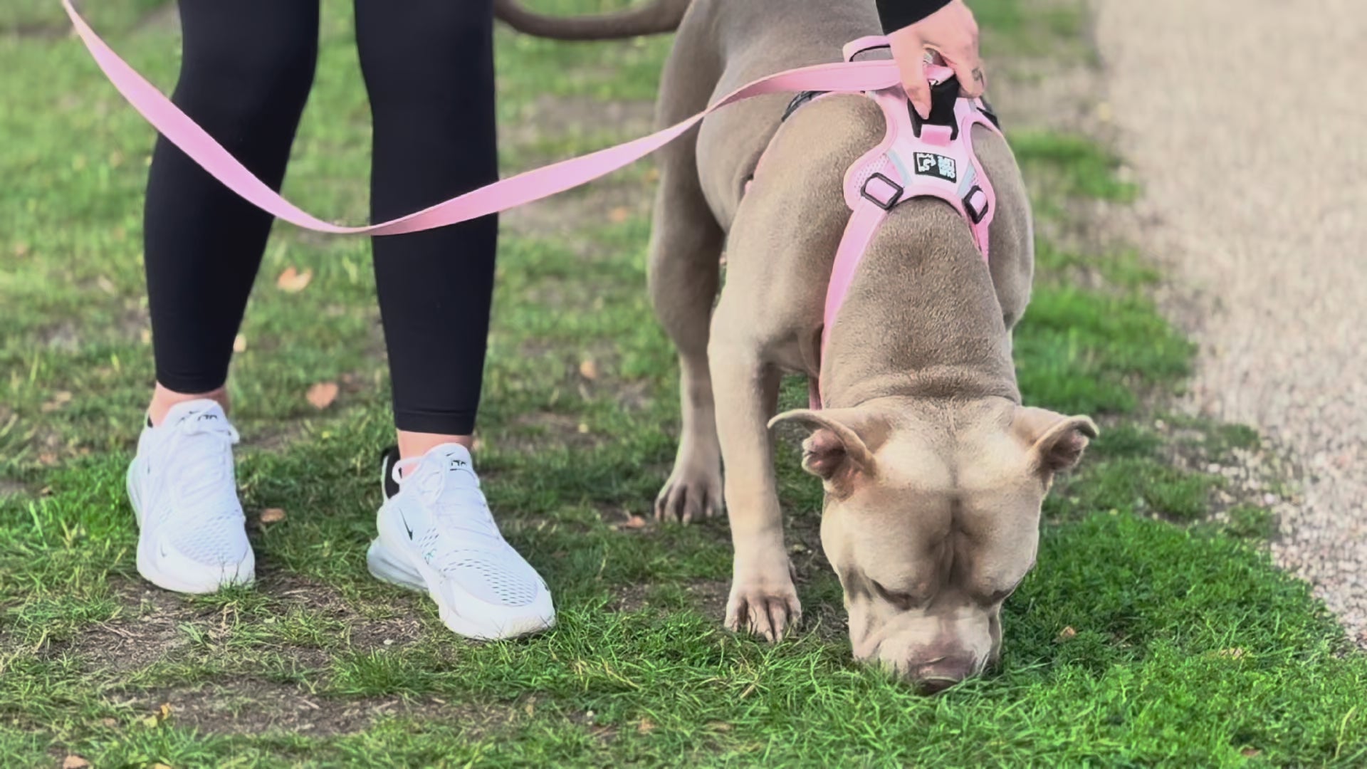 Last inn video: OurDogsLife hundesele med magnetlås