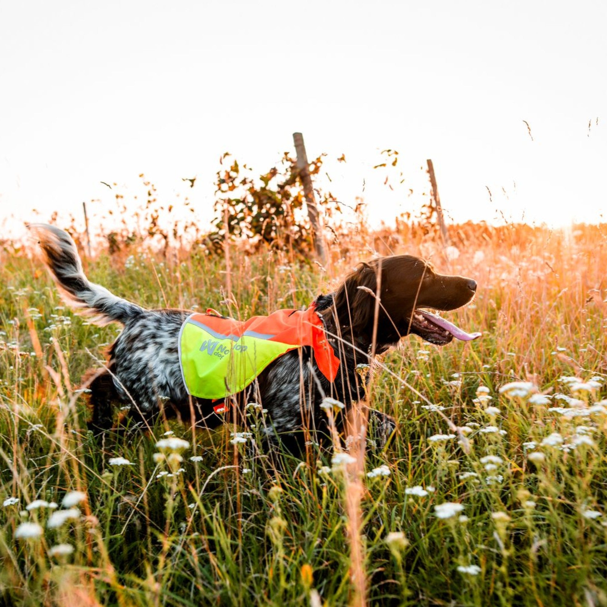 Non-Stop Dogwear Protector Vest 2.0