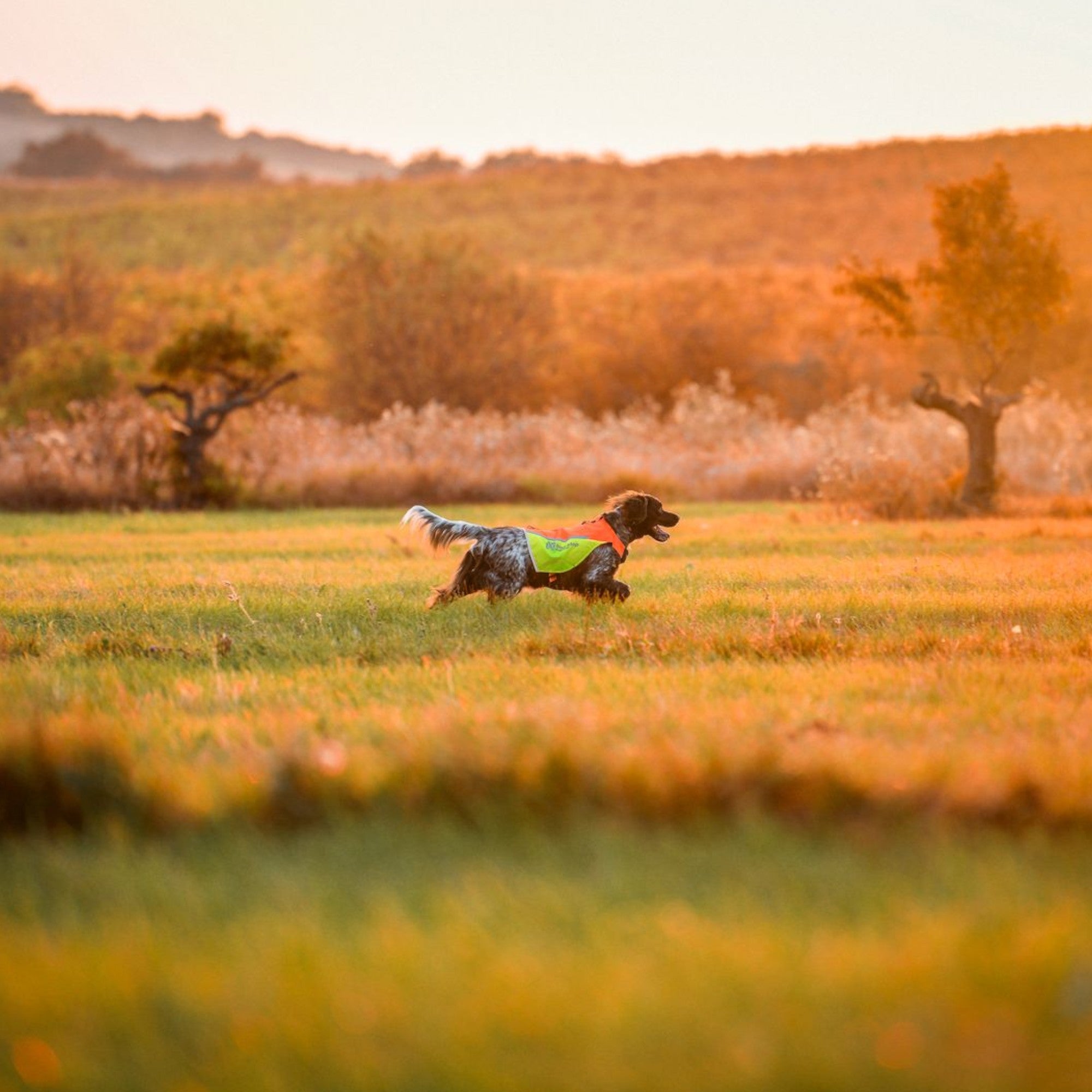 Non-Stop Dogwear Protector Vest 2.0
