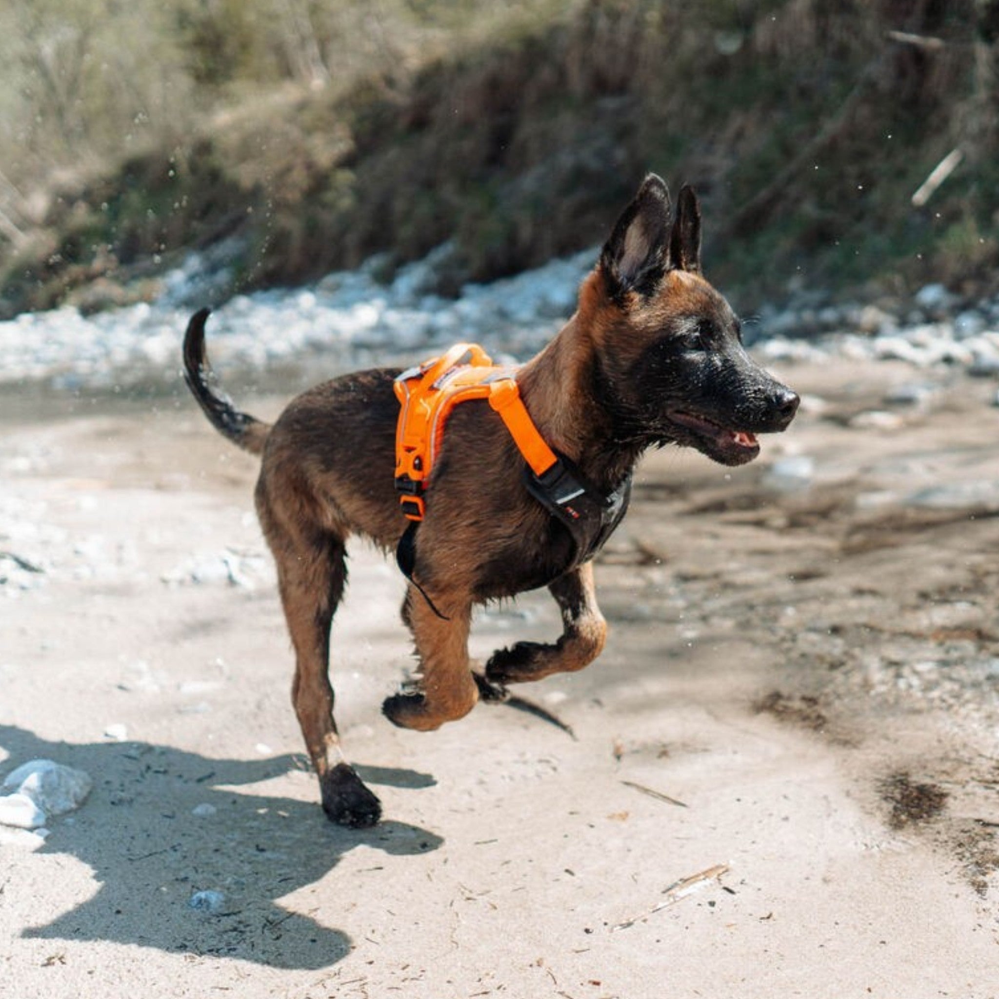 Non-Stop Dogwear Ramble harness