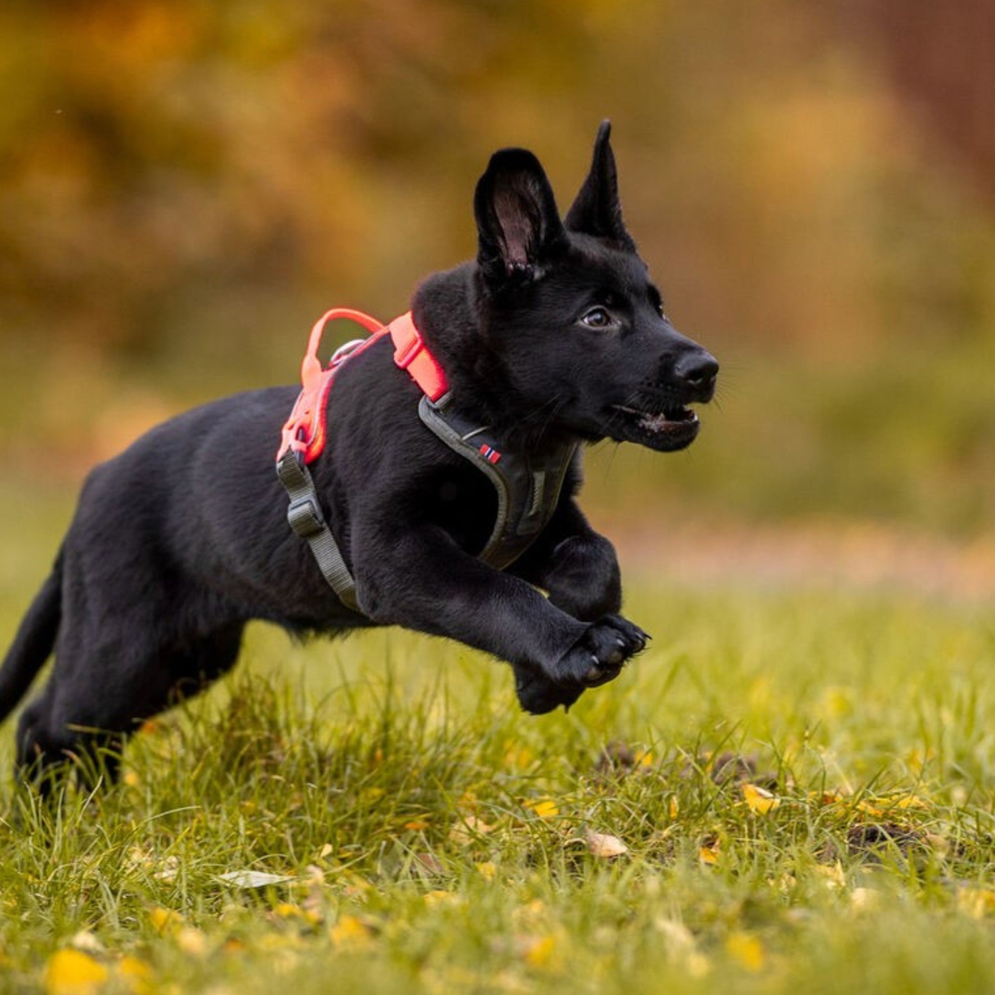 Non-Stop Dogwear Ramble harness