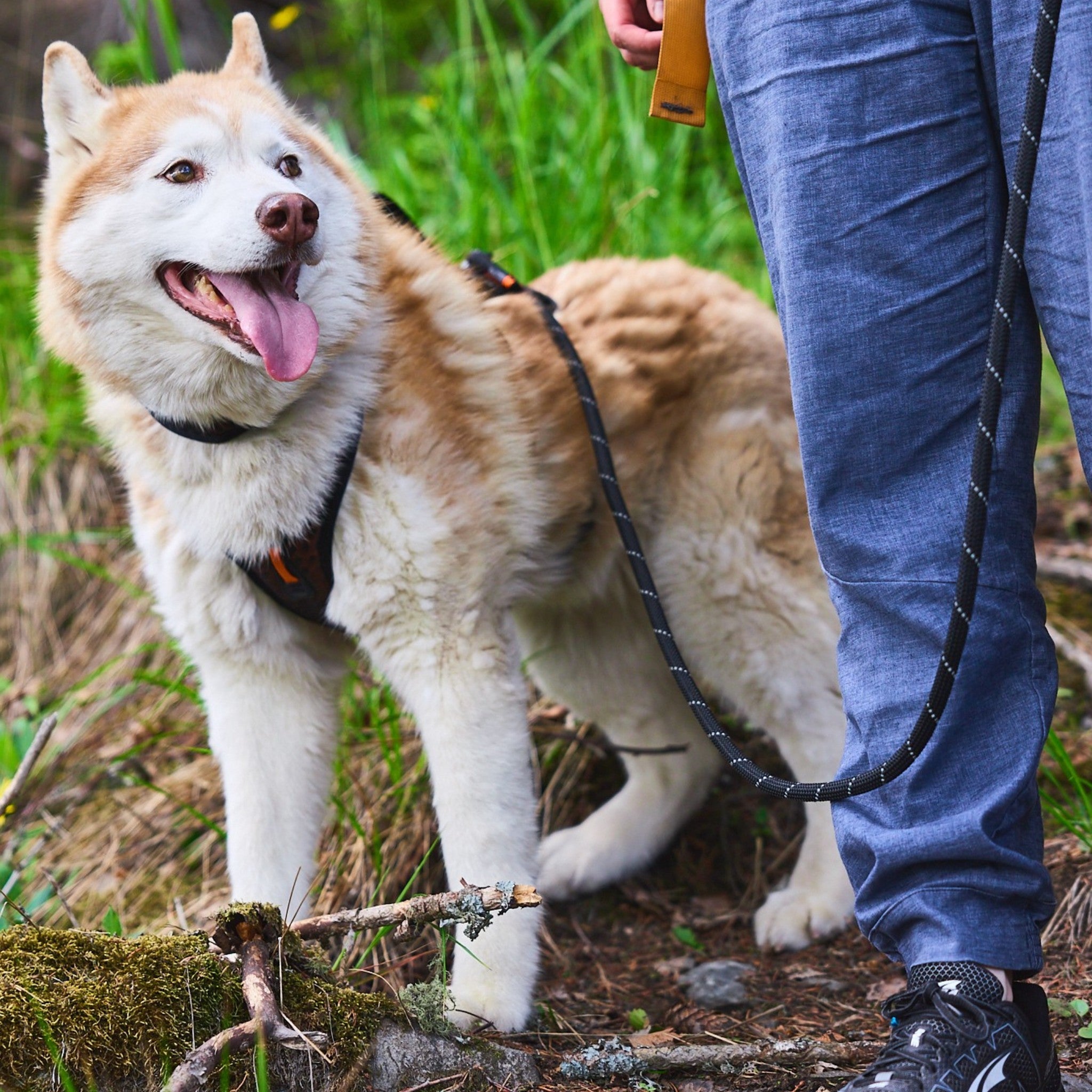 Non-Stop Dogwear Rock adjustable leash