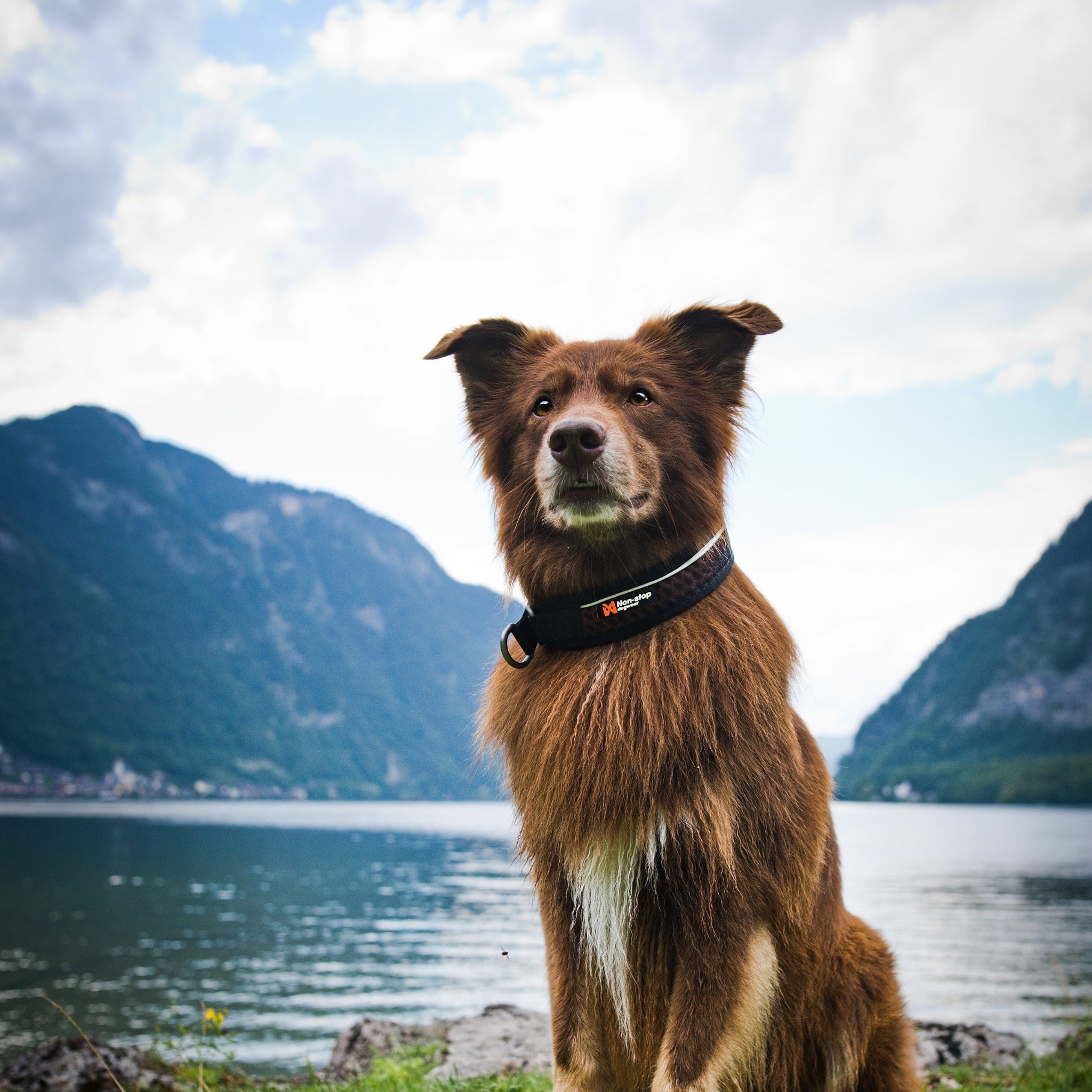 Non-Stop Dogwear Rock collar 3.0