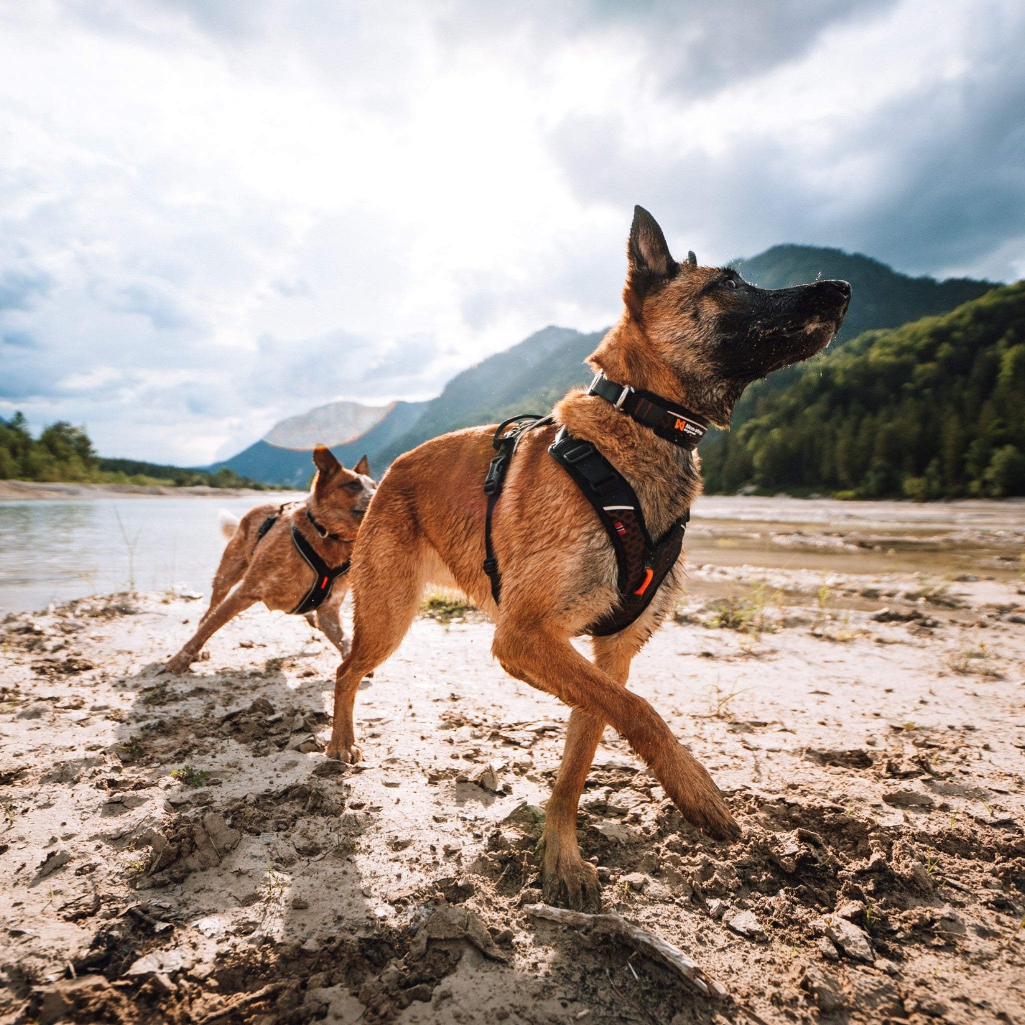 Non-Stop Dogwear Rock harness