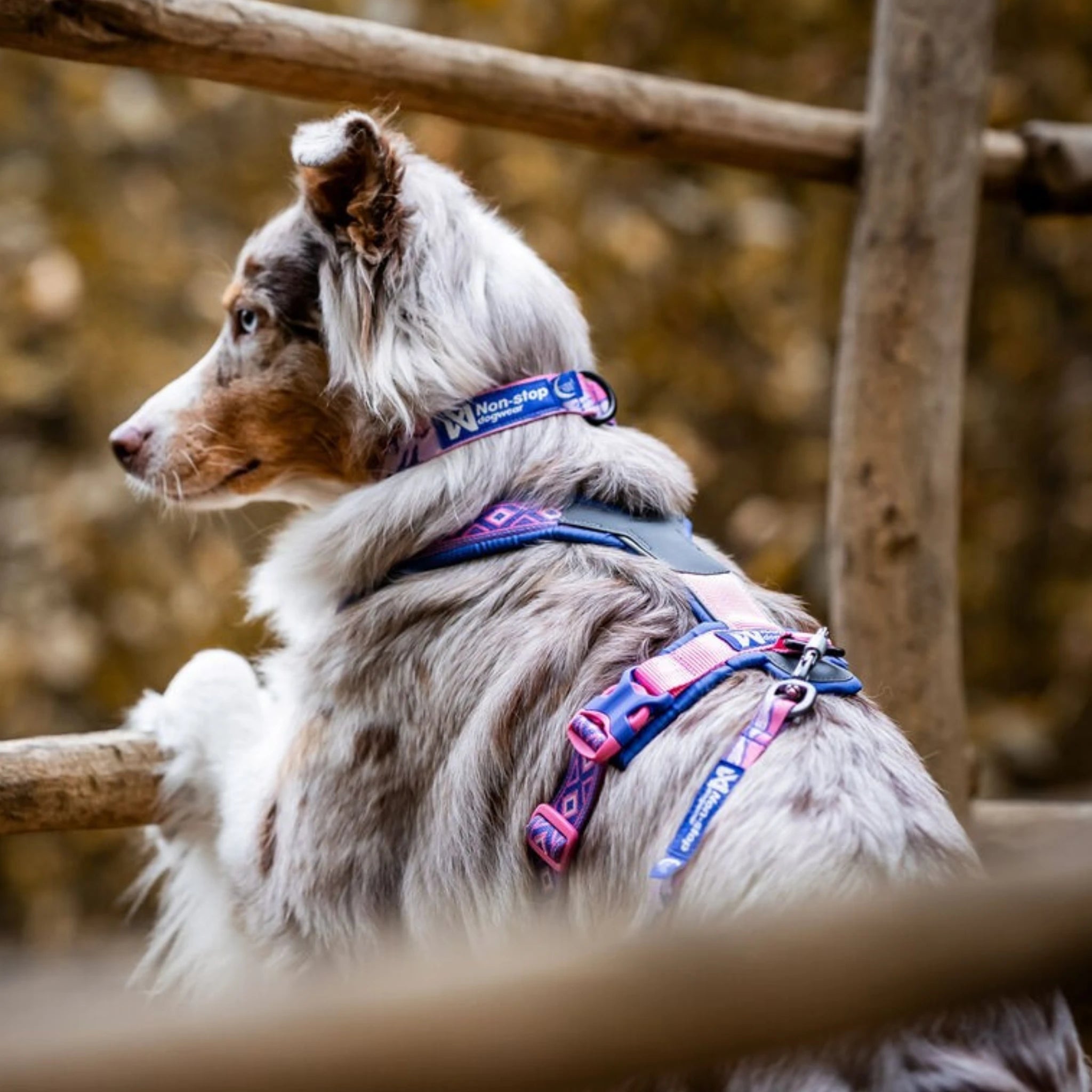 Non-Stop Dogwear Trail quest collar Rachel Pohl edition