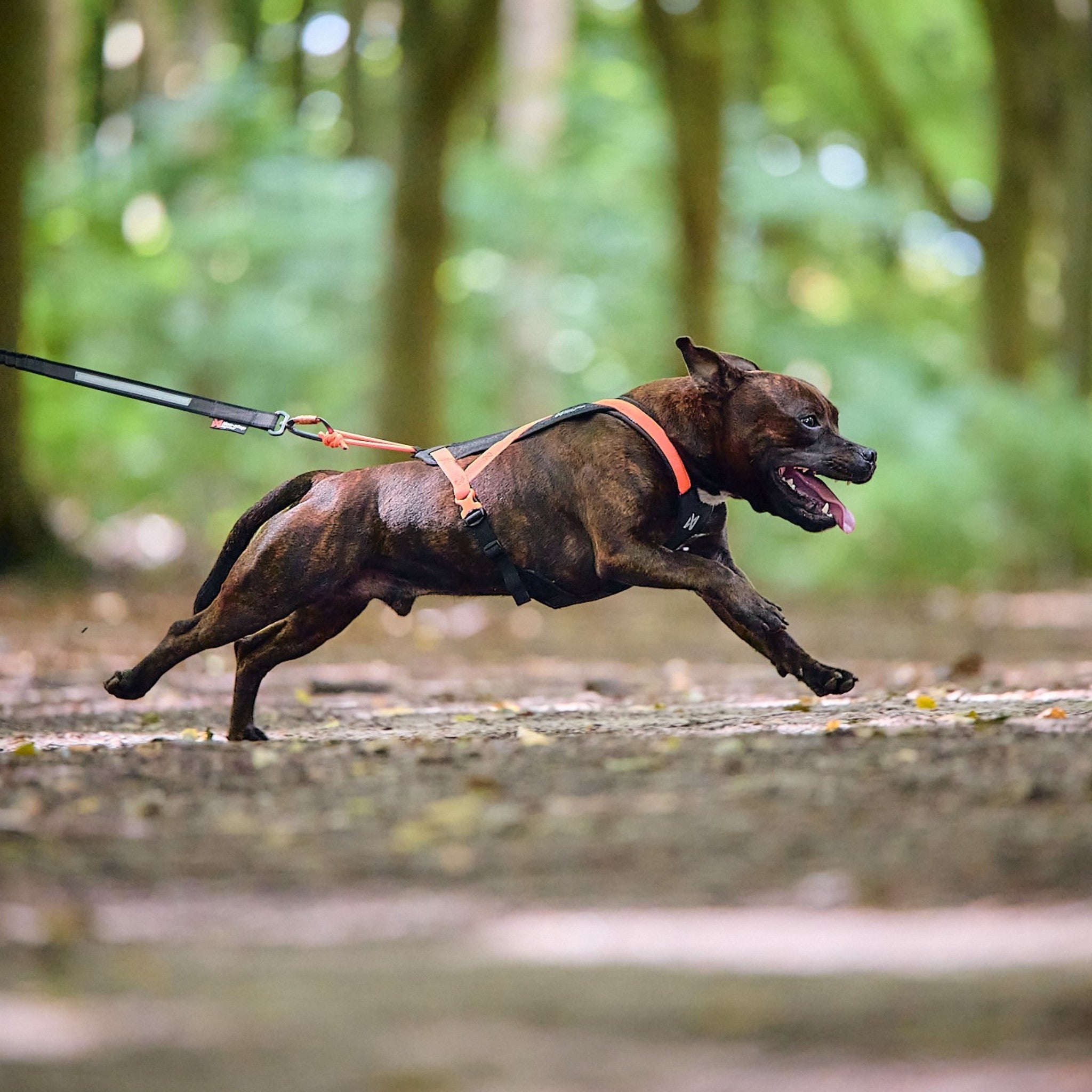 Non-Stop Dogwear Rush harness