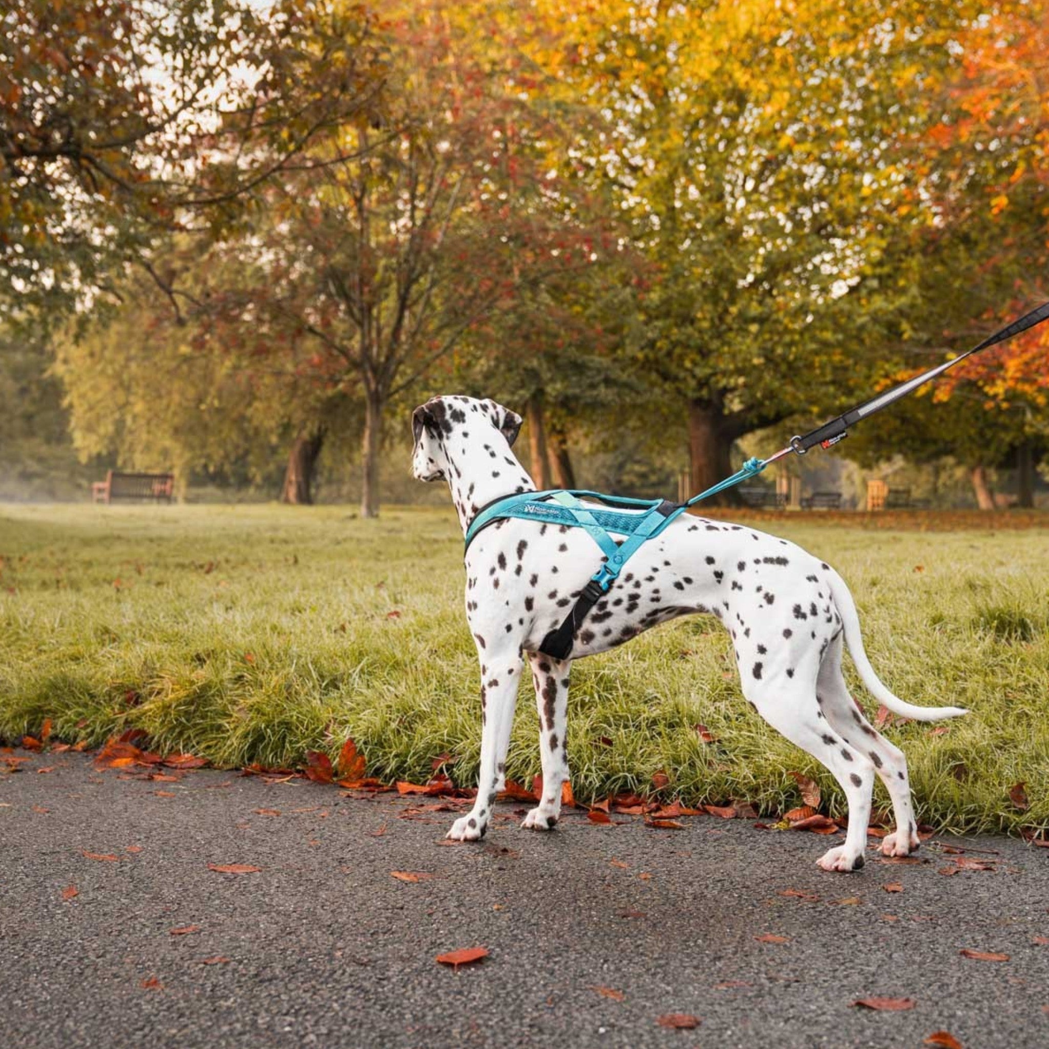 Non-Stop Dogwear Rush harness