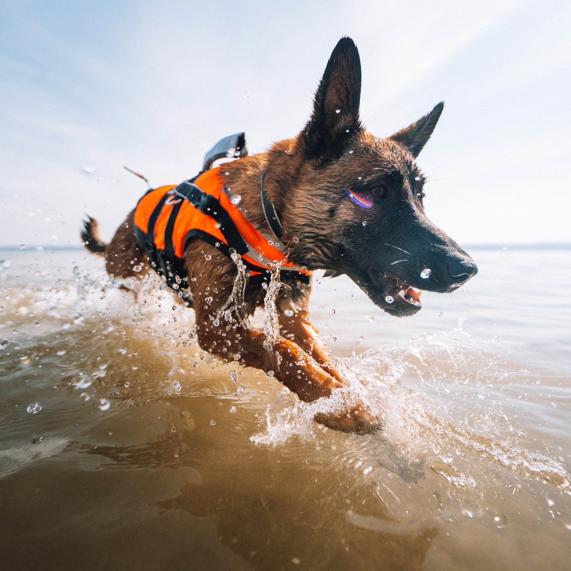 Non-stop Dogwear Safe Life Jacket 2.0