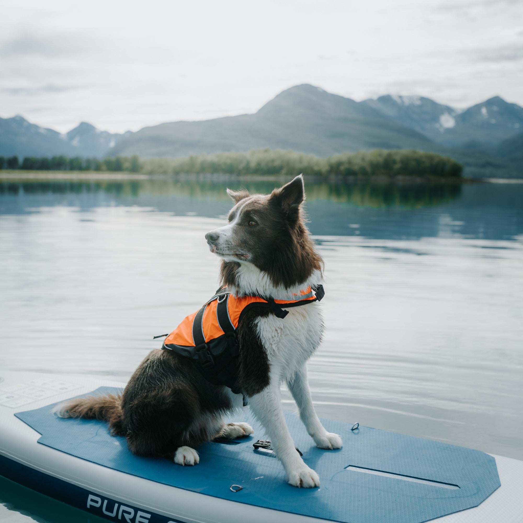 Non-stop Dogwear Safe Life Jacket 2.0