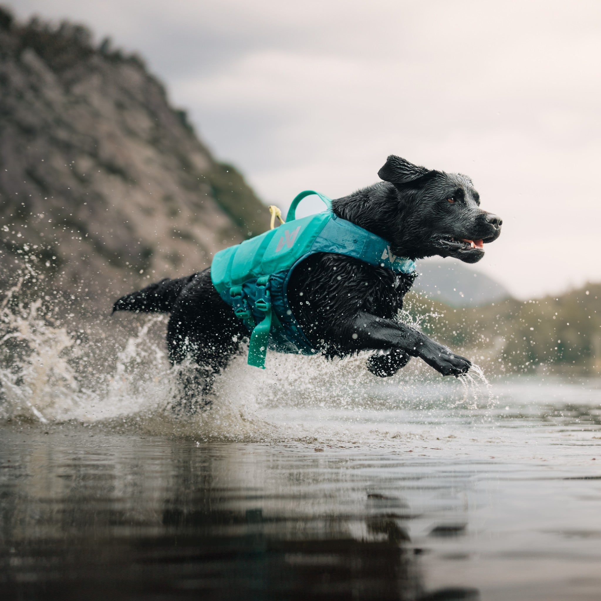 Non-Stop Dogwear Protector life jacket