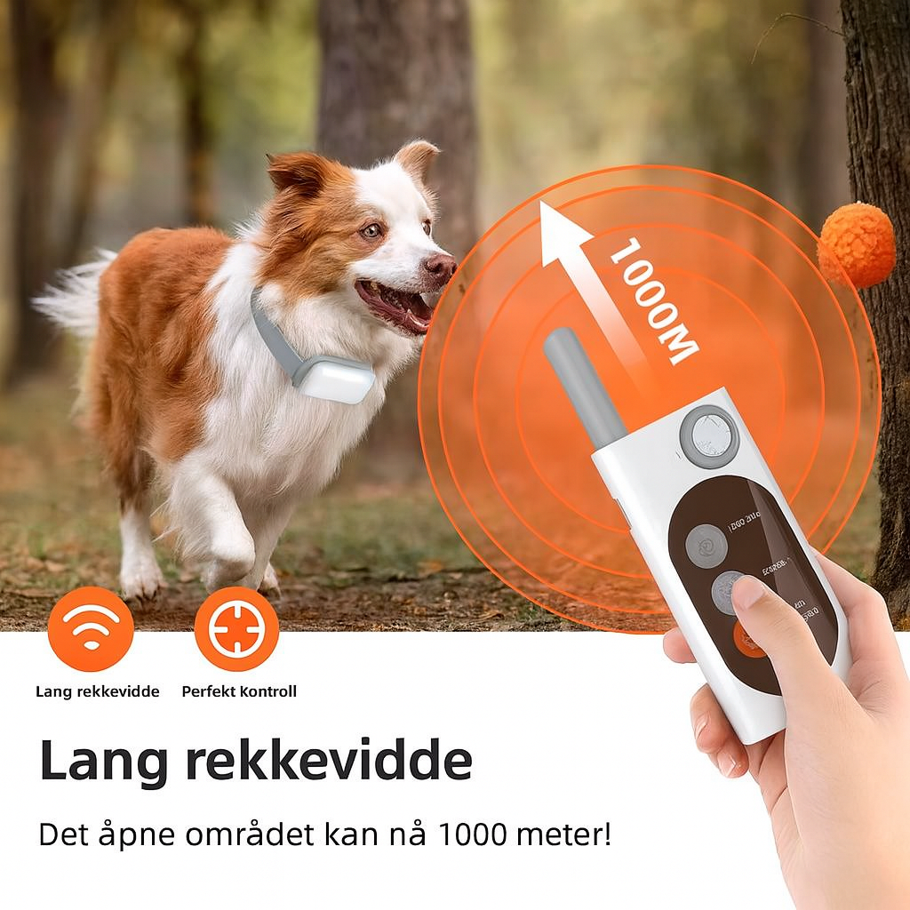 Treningshalsbånd med LED-lys på hund i mørket