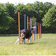 Trixie Agility slalåm hinder 12 stk 1,15 m x D:3,3 cm blå/oransje