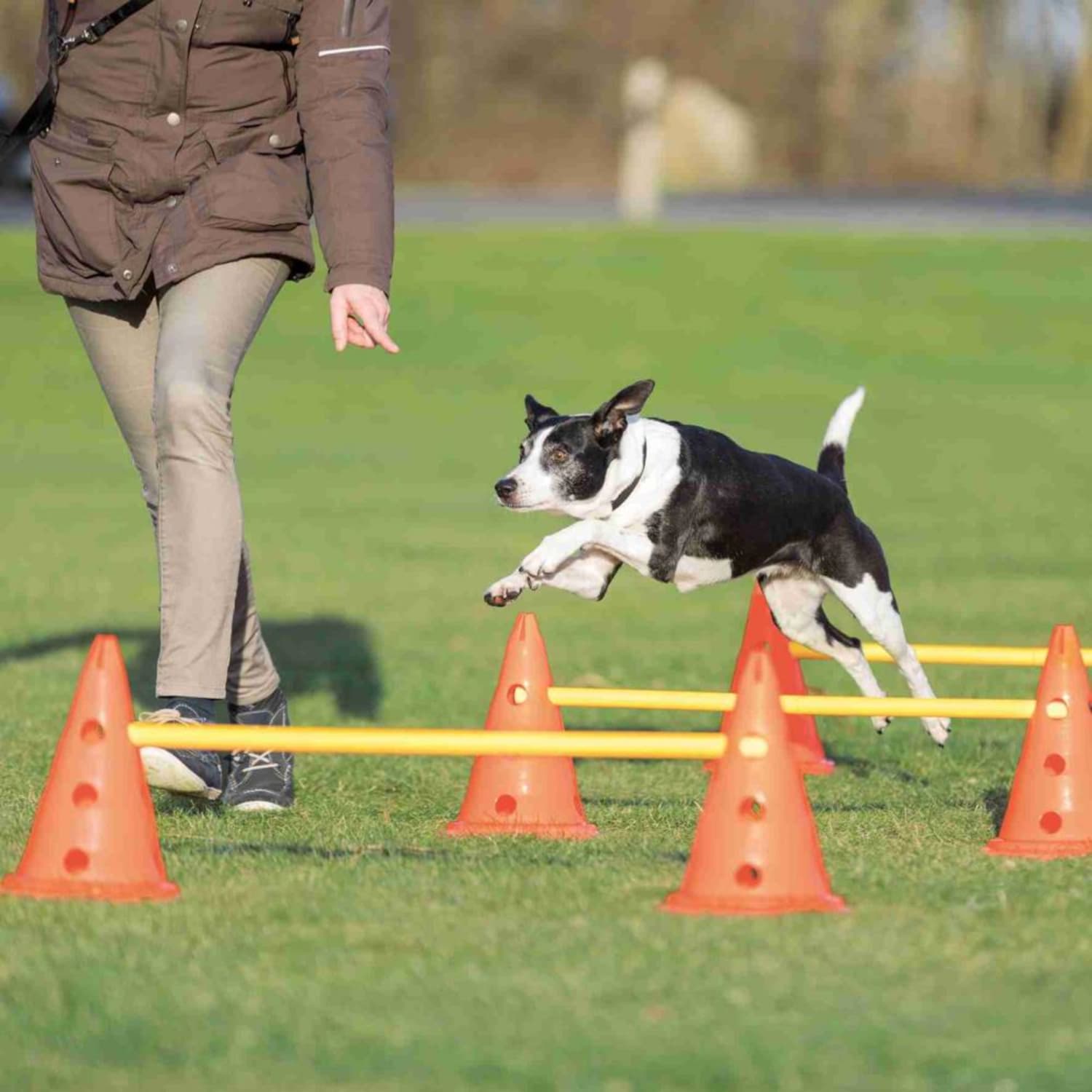 Trixie Agility hinder inneholder 6 kjegler ø 23 × 30 cm 3 stenger 78 cm