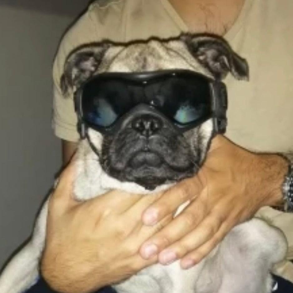 Briller hund - Solbriller hund - Doggles Dogshadez - Hundevennen