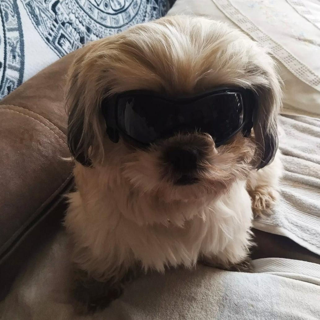Briller hund - Solbriller hund - Doggles Dogshadez - Hundevennen