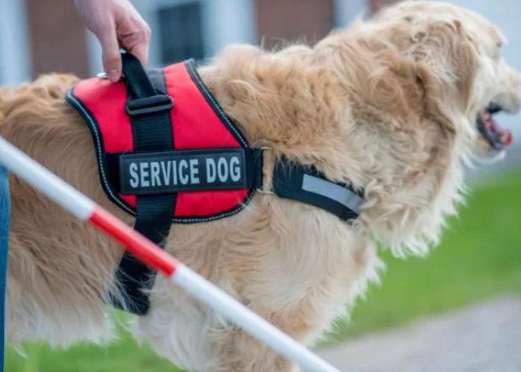 Servicehund - Hundesele - Krever dokumentasjon - Hundevennen