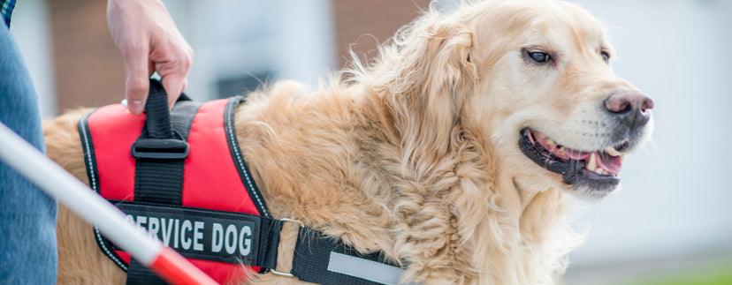 Servicehund - Hundesele - Krever dokumentasjon - Hundevennen